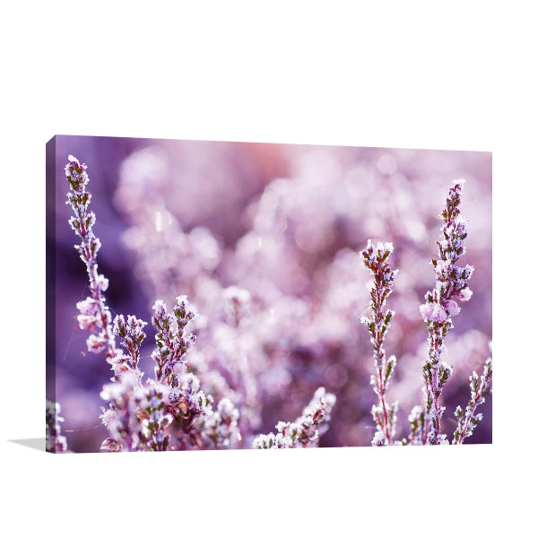 Frozen Heather Flower Art Print