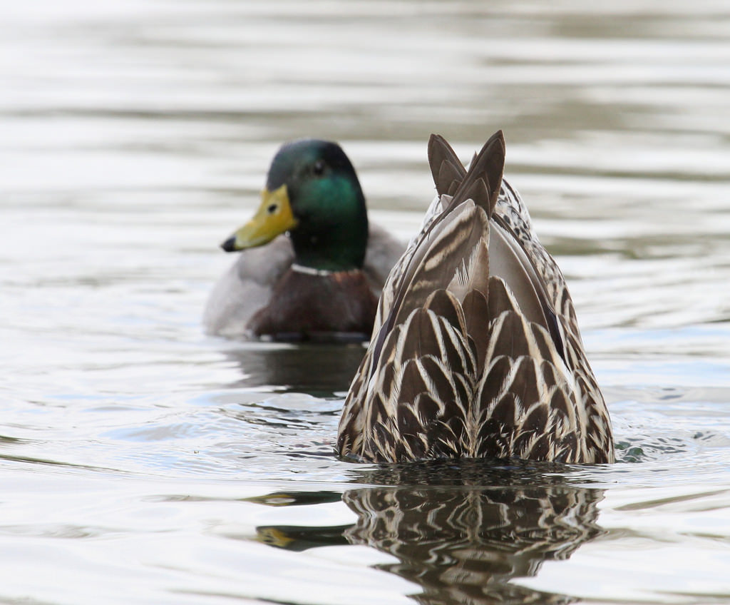 bottoms-up-pics.jpg