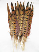 Ring-Necked Pheasant Tail Feathers 15-20 inch Ring-Necked Pheasant Tail Feathers 15-20 inch