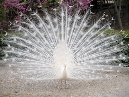 white-peacock-feathers.jpg
