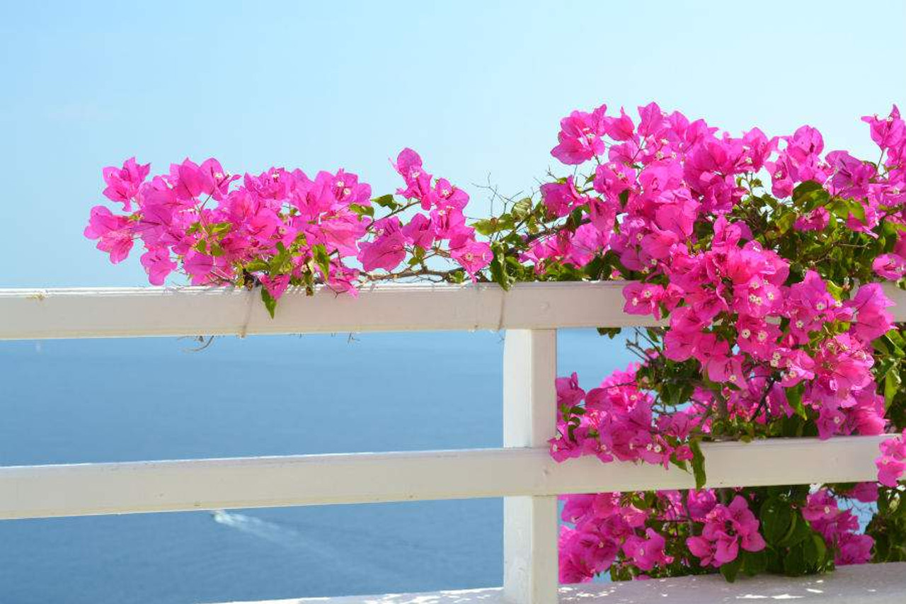 Bougainvilleas - Oia Santorini