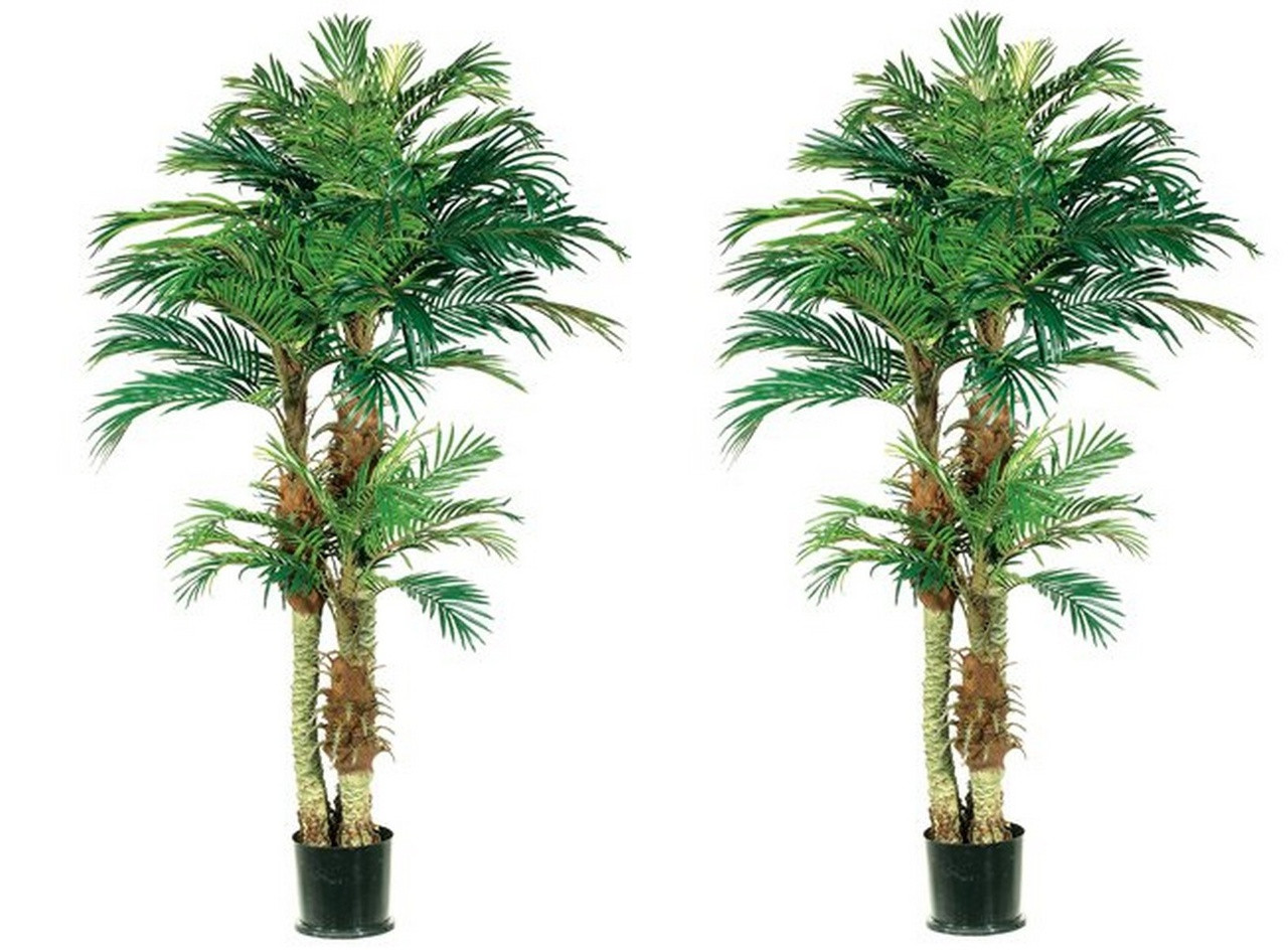 Two 6 foot Artificial Triple Trunk Phoenix Palm Trees