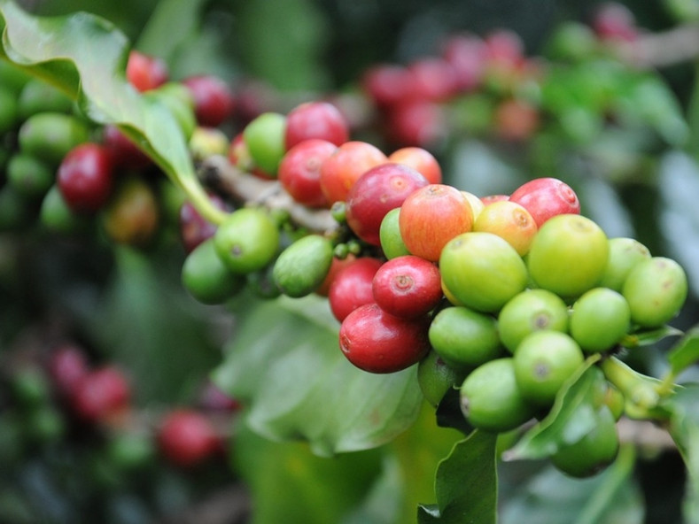 What Makes Kona Coffee So Unique?
