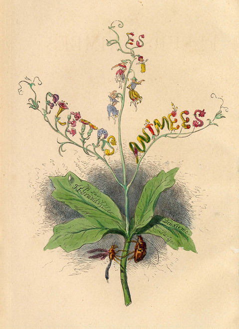 Art Prints of Les Fleurs Animees by J. J. Grandville