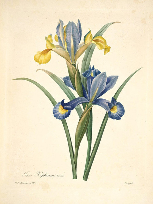 Art Prints of Spanish Iris, Plate 94 by Pierre-Joseph Redoute