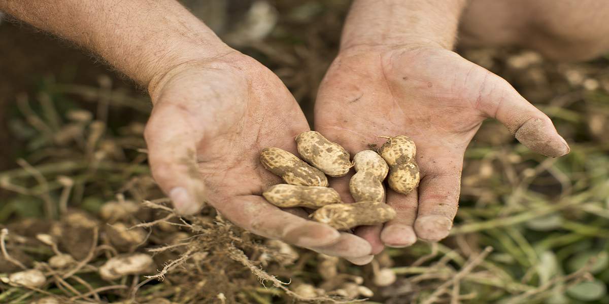 raw virginia peanuts