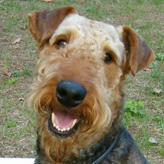 Airedale Terrier