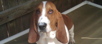 American Basset Hound