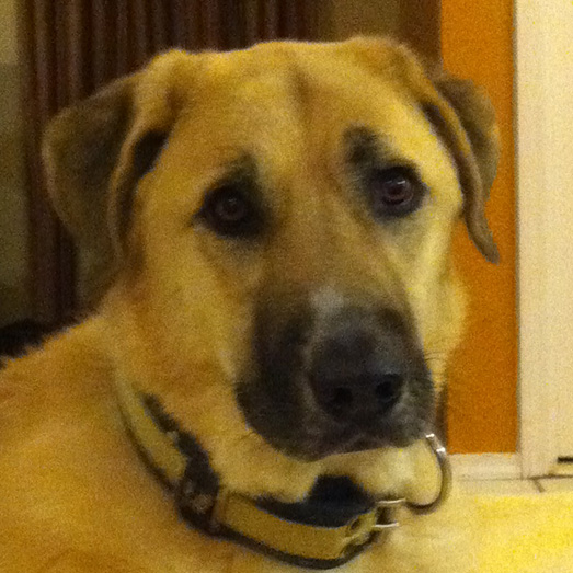 Anatolian Shepherd