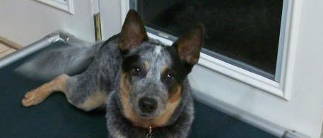 Australian Cattle Dog