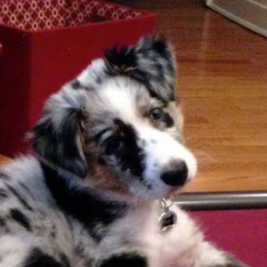 Australian Shepherd