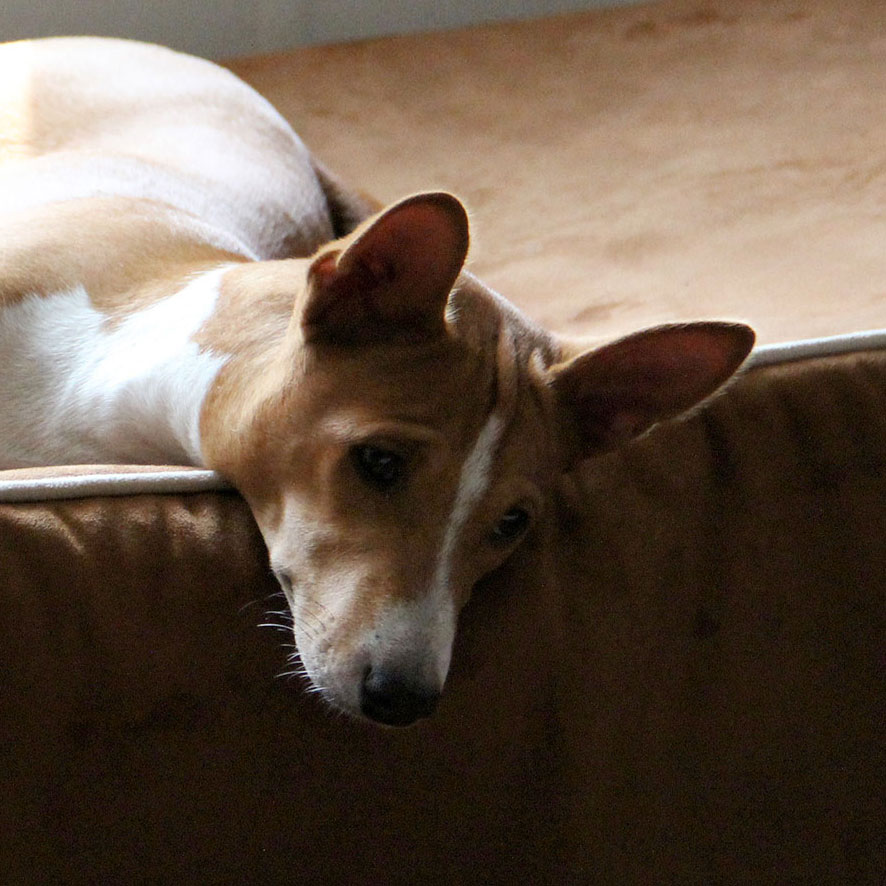 Basenji