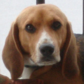 Beagle