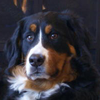 Bernese Mountain Dog