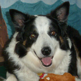 Border Collie