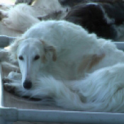 Borzoi