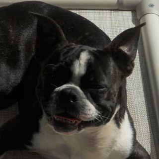 Boston Terrier