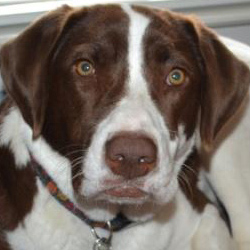 Brittany Spaniel