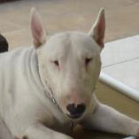 Bull Terrier