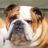 English Bulldog