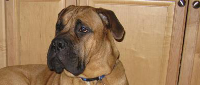 Bullmastiff