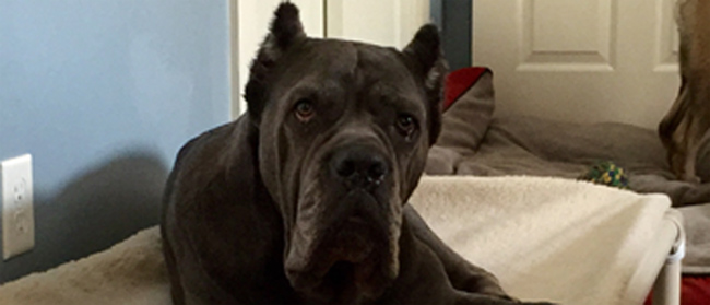 Cane Corso