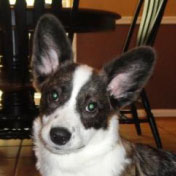 Cardigan Welsh Corgi