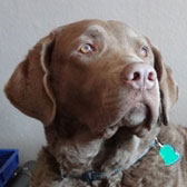 Chesapeake Bay Retriever