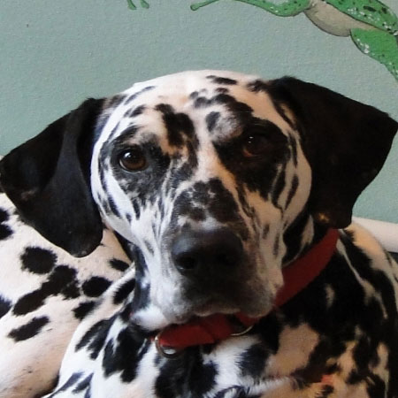 Dalmatian