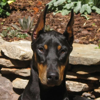 Doberman