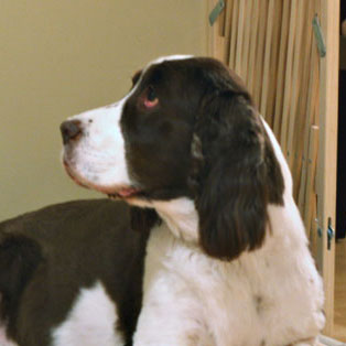 English Springer Spaniel