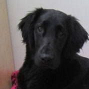 Flat Coated Retriever