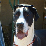 Great Dane