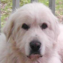 Great Pyrenees