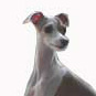 Italian Greyhound