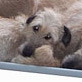 Irish Wolfhound