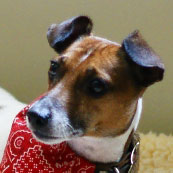 Jack Russell Terrier