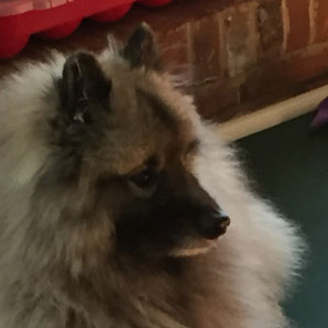 Keeshond