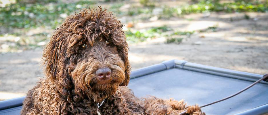 Labradoodle