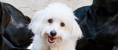 Maltese