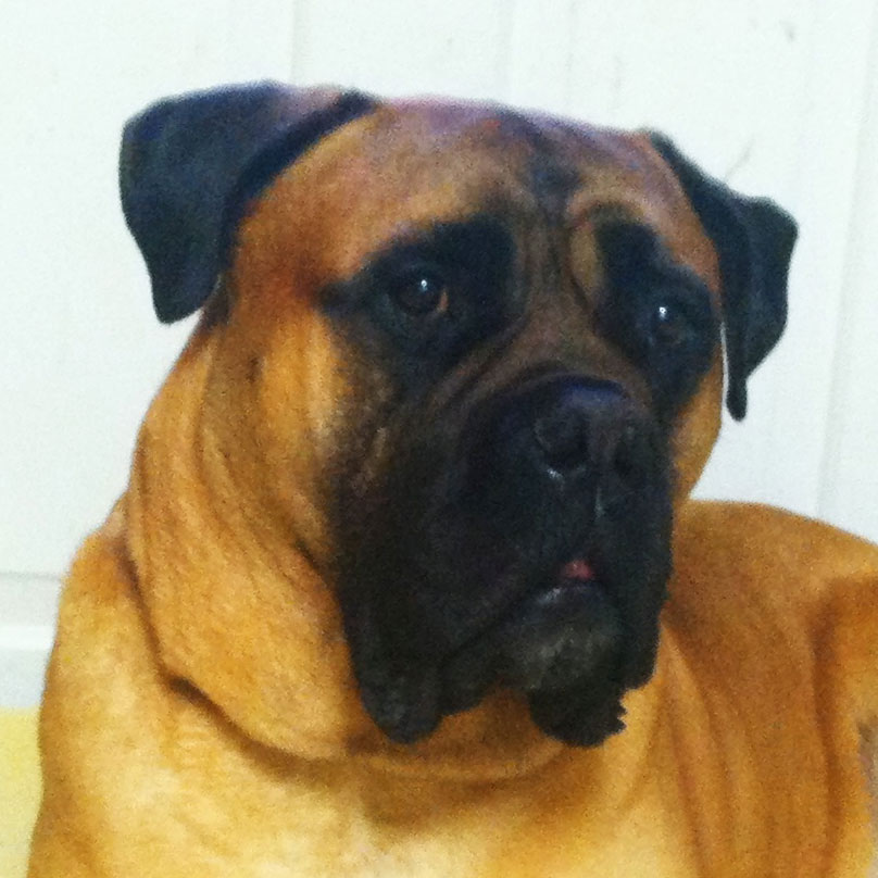 Mastiff