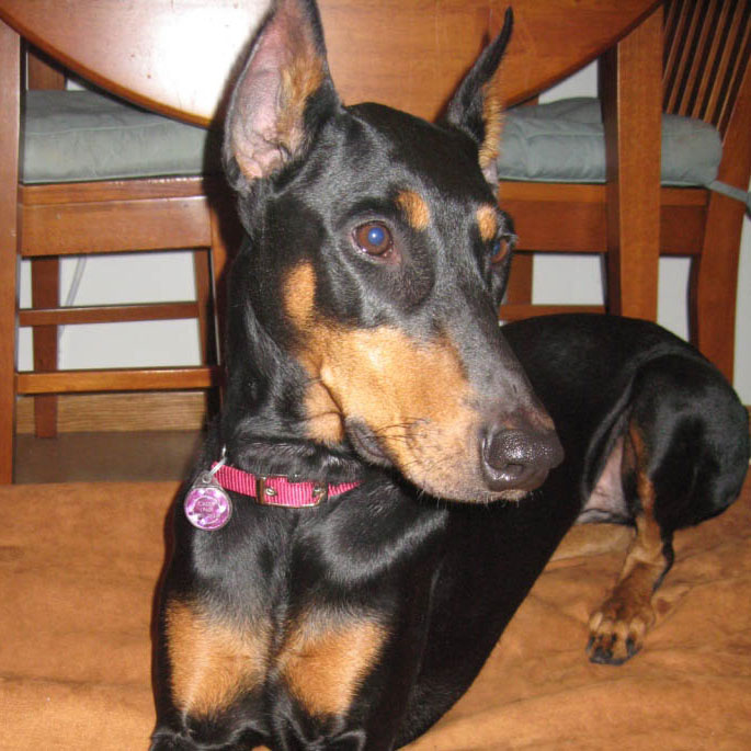 Miniature Pinscher