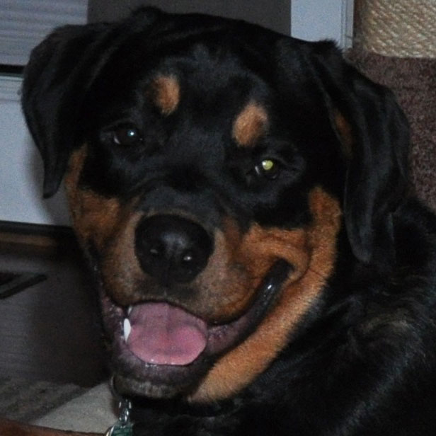 Rottweiler