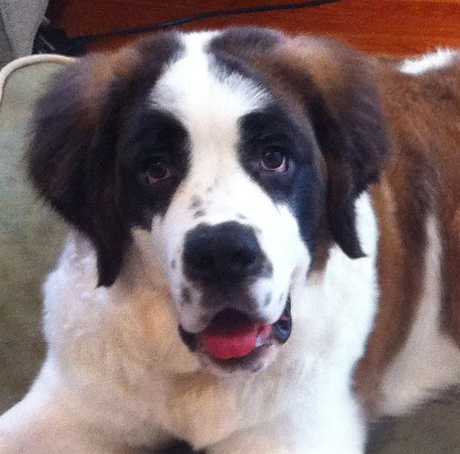 Saint Bernard