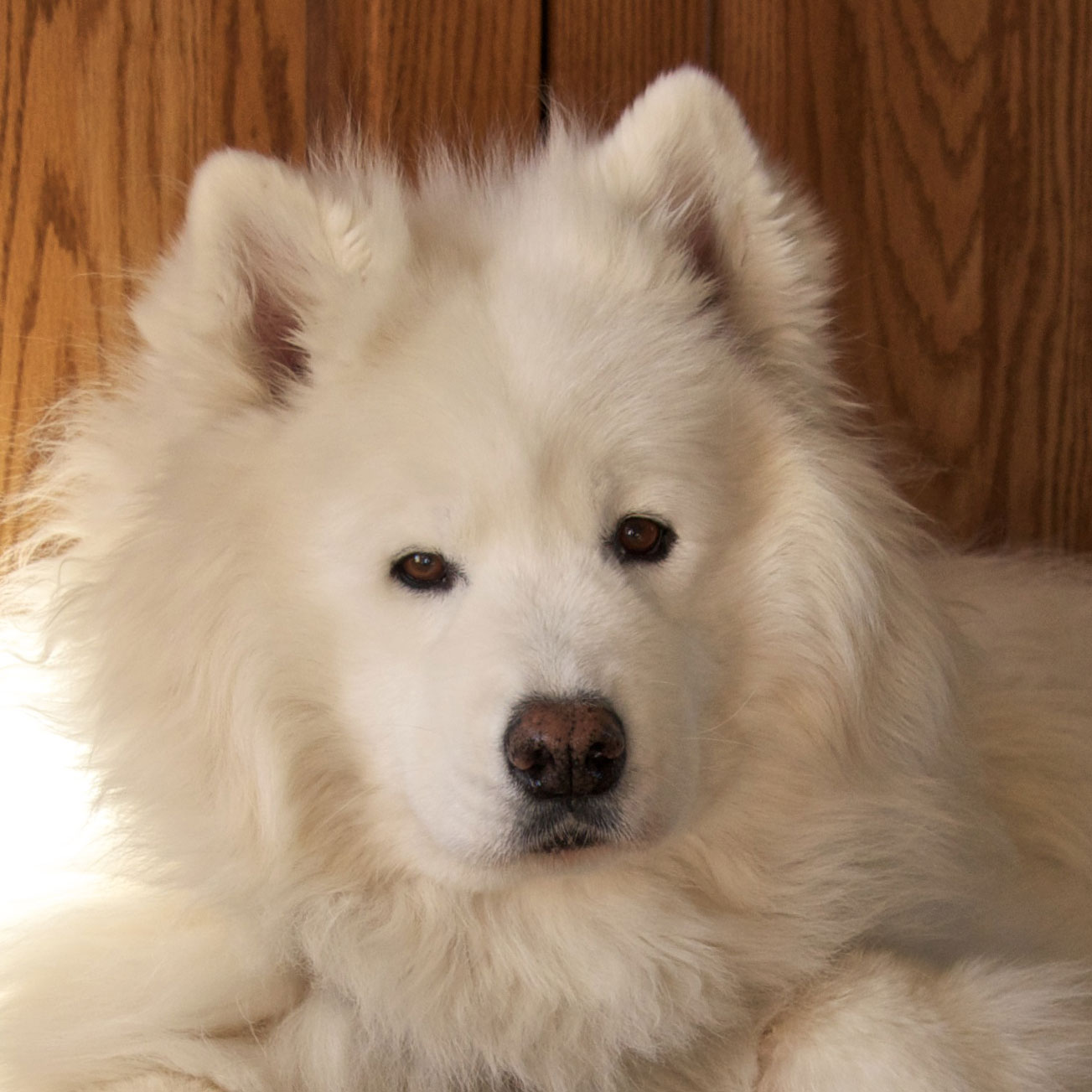 Samoyed