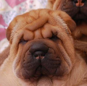 Sharpei