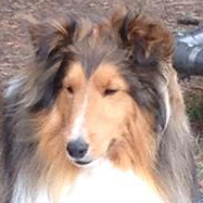 Shetland Sheepdog