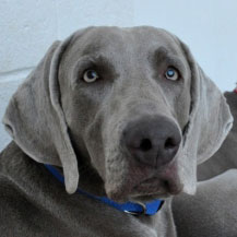 Weimaraner