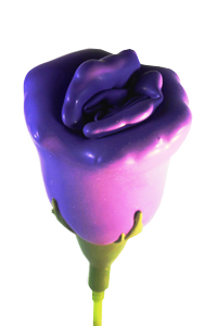 Purple Balloon Flower - Close Up