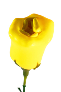 Yellow Balloon Flower - Close Up